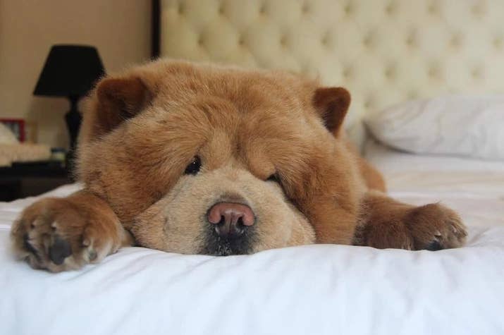 Resultado de imagen para chow chow dog, sleeping with a owner