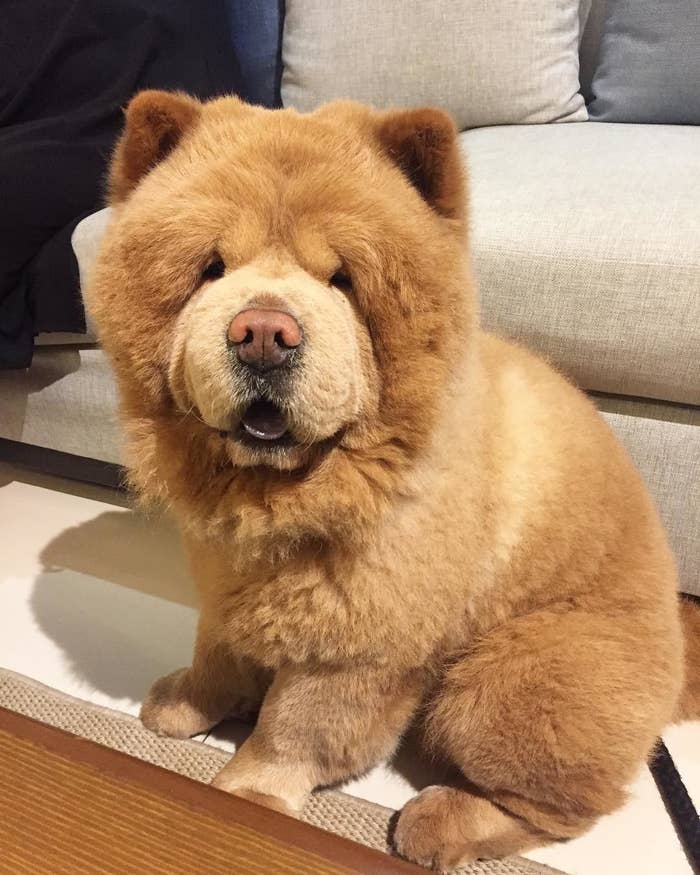 dog that looks like a brown bear
