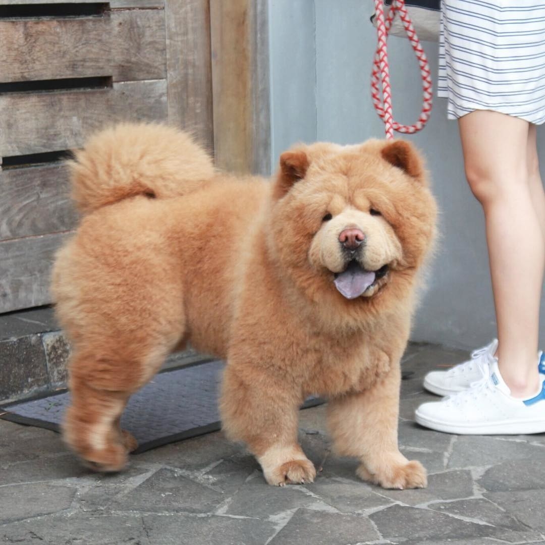 dog that looks like a mini bear