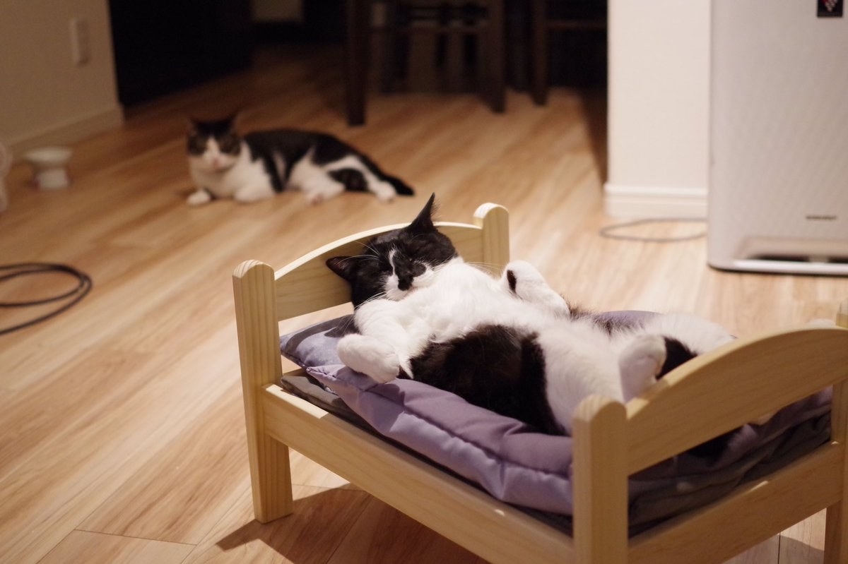 Ikeaの人形用ベッドを猫にあげたら 合宿感がすごい と話題