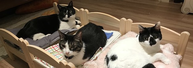 Ikeaの人形用ベッドを猫にあげたら 合宿感がすごい と話題