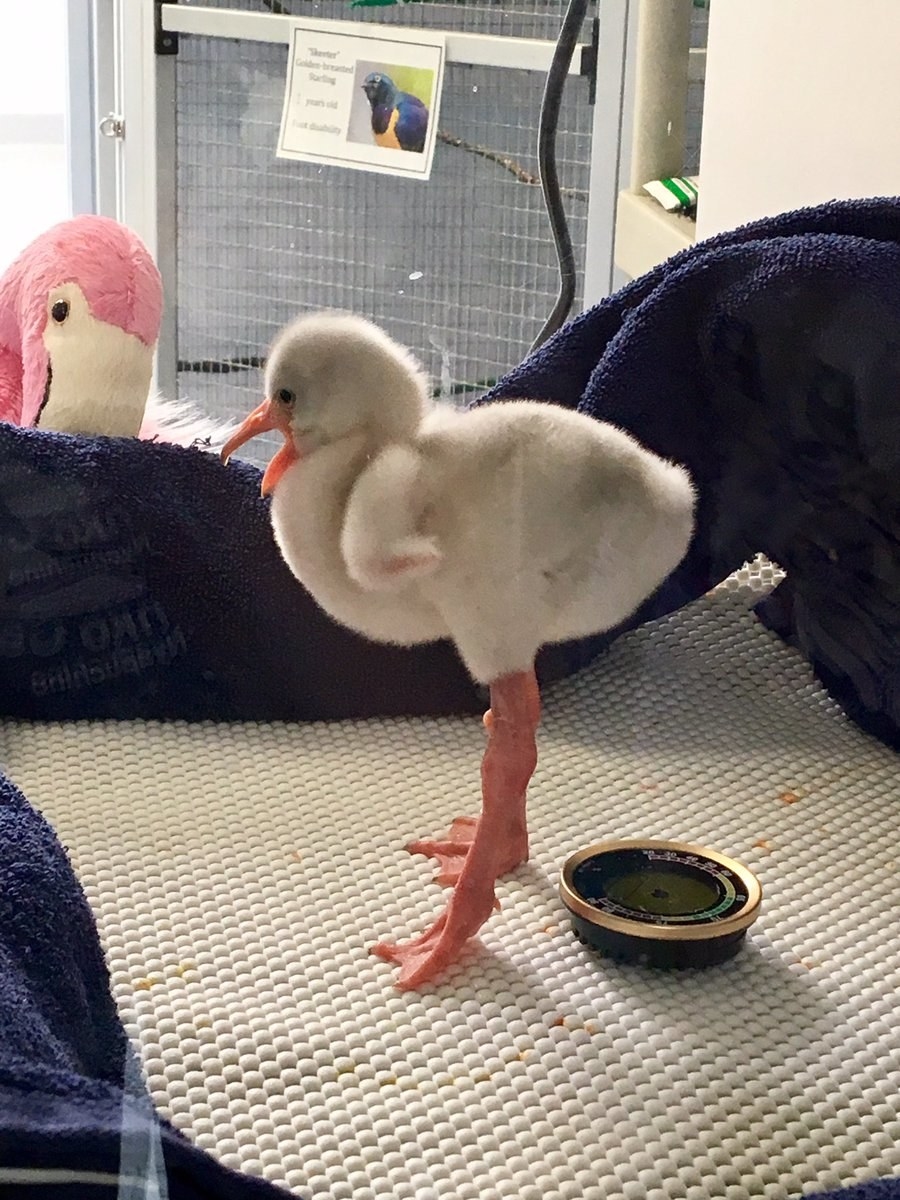 驚愕 フラミンゴの赤ちゃんが超絶かわいい 足の長いヒヨコ状態