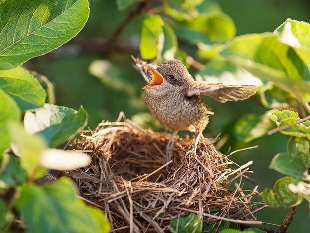 We all have a general understanding of what baby birds look like, right?