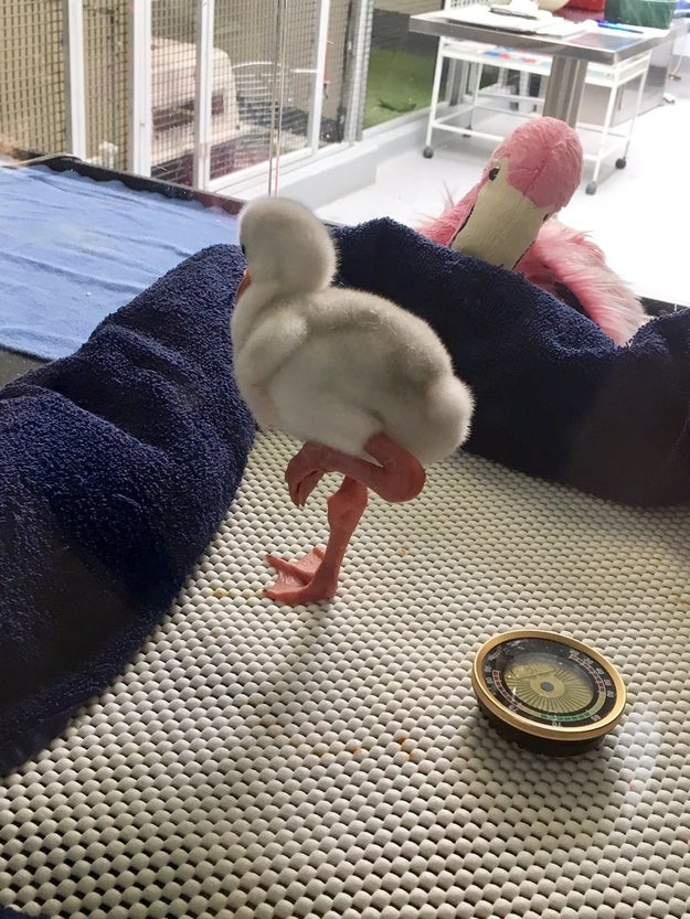 But thanks to Twitter user Celesse, now I know that apparently, baby flamingos are a little different. Because this, folks, is a baby flamingo. It's kind of adorable, right?!