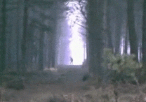 This was filmed by cyclists in a spooky English forest; it's clearly a monster.