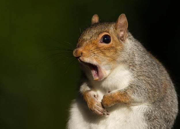 Red squirrels make mushroom jerky.