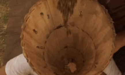 Wenn sie von einer Hornisse angegriffen werden, schwärmen Östliche Honigbienen aus und formen eine Kugel um den Angreifer. Die Windstöße, die durch ihre Bewegung erzeugt werden, erhöhen die Temperatur innerhalb der "Hitzekugel" und die Hornisse wird zu Tode gekocht.