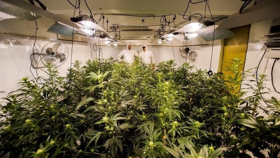 O governo do Uruguai está ofereceu pouquíssimas licenças para cultivar a marijuana regulada pelo governo que será vendida legalmente em farmácias. Existem muito mais candidatos do que as licenças disponíveis. Há centenas de candidatos. A maioria das candidatos são residentes do Uruguai, no entanto, existem alguns candidatos internacionais. Esses candidatos estão todos conscientes do preço da maconha que estão aplicando para cultivar. Isso é evidência de que é possível cultivar e vender esse produto no preço igual a cerca de US$ 1 por grama.