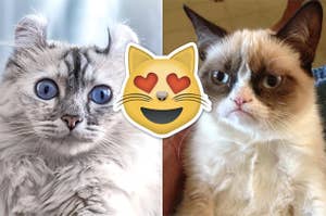 What Kind Of Cat Are You