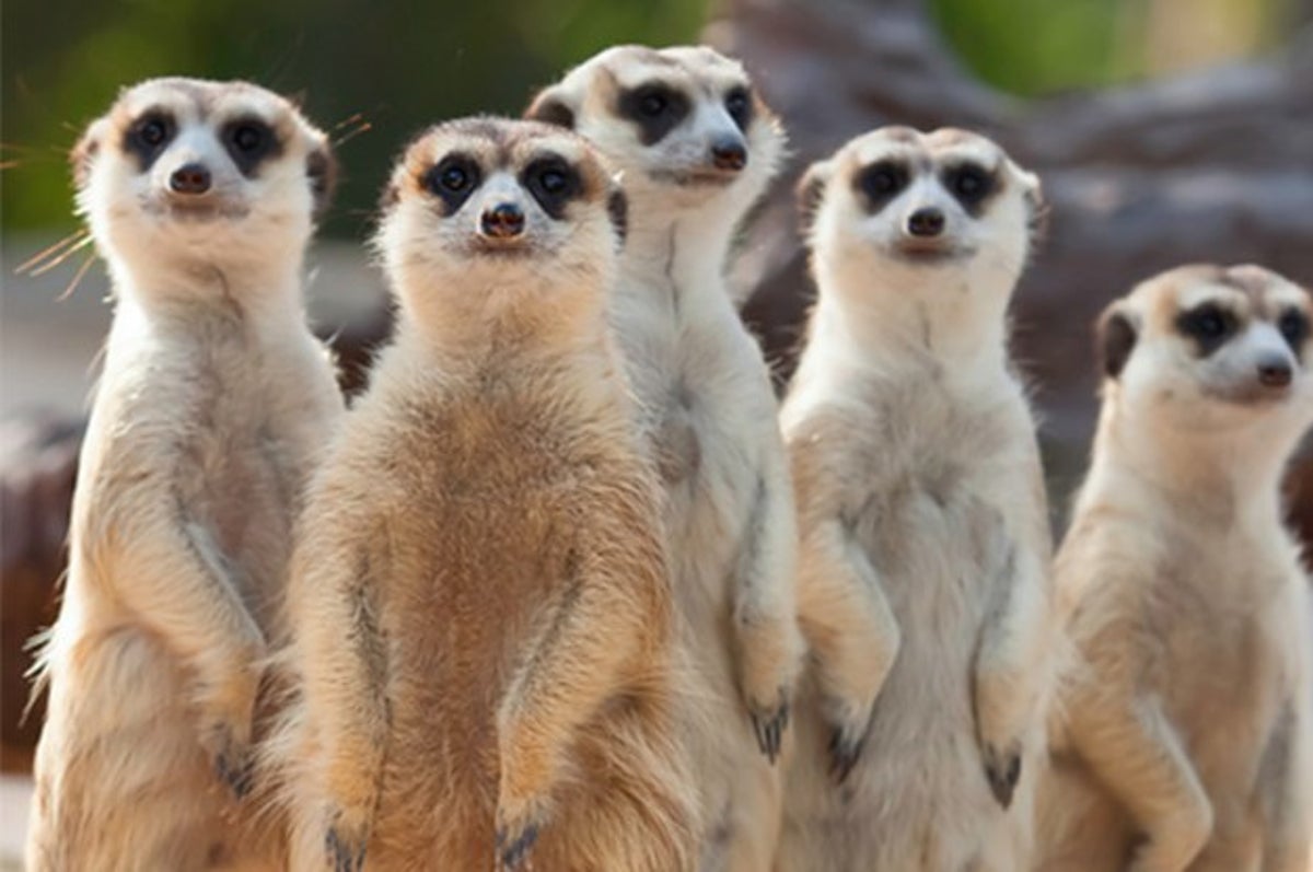 なんなの 絶対に同じ方向を見続けるミーアキャットが超シュール