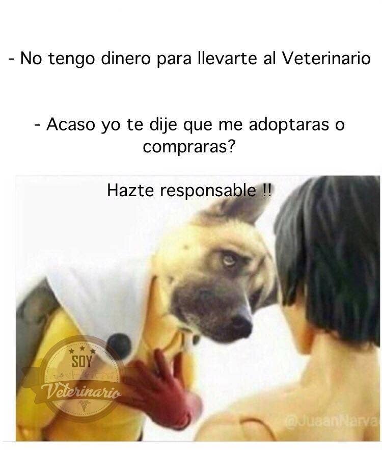 31 Memes Que Te Haran Llorar De Risa Y Un Poco De Pena Si Eres Veterinario