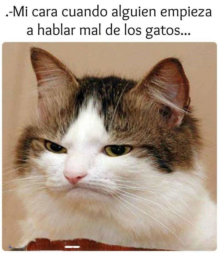 Meme Del Gato Llorando Con Sombrero