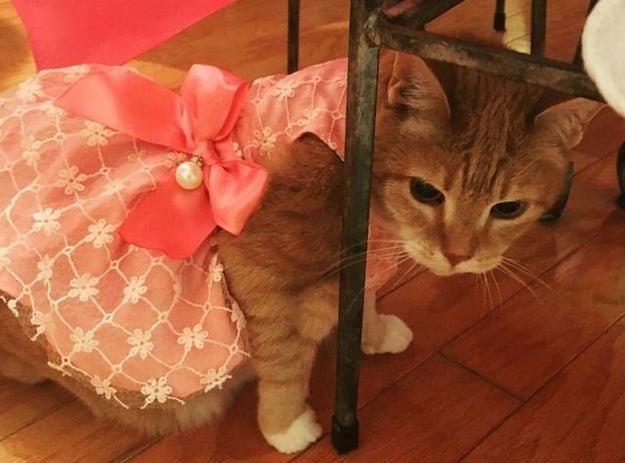 Luna just celebrated her 15th birthday (get it, girl!) so her family threw her an extravagant quinceañera.