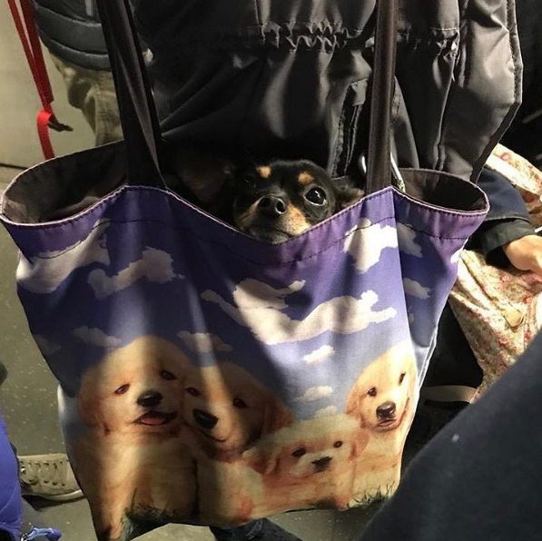 Some dogs in bags are carried around in bags decorated with pictures of other dogs...