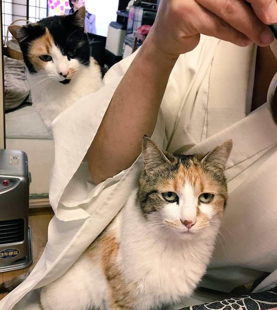命を預かるということは 朝ごはん 猫ましまし の住職さんに聞いた