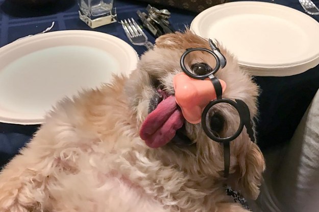 9 Reasons Dogs Are Better To Follow On Instagram Than People