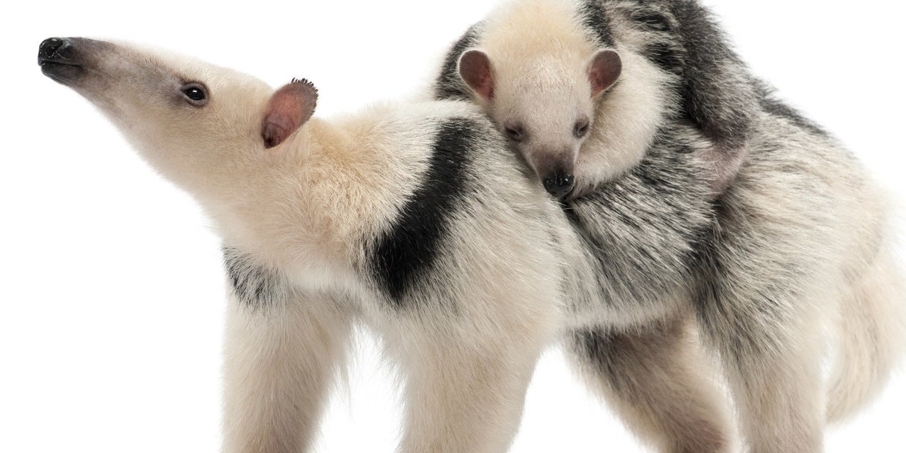 抱きしめたい ふわふわのアリクイが可愛すぎて癒やされる