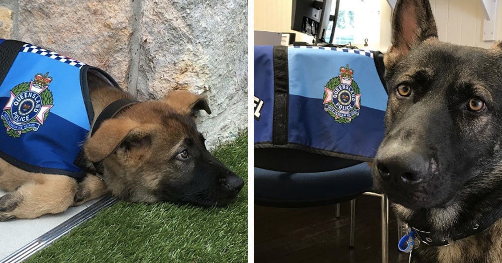 警察犬をクビになったフレンドリーすぎる犬がインスタで人気