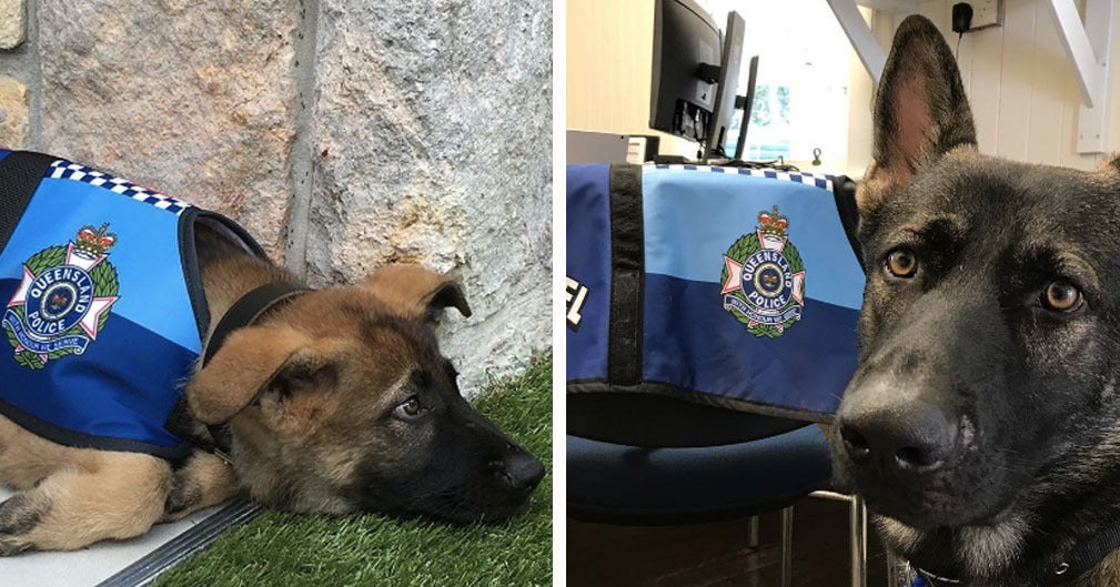 警察犬をクビになったフレンドリーすぎる犬がインスタで人気 警察犬をクビになったフレンドリーすぎる犬がインスタで人気