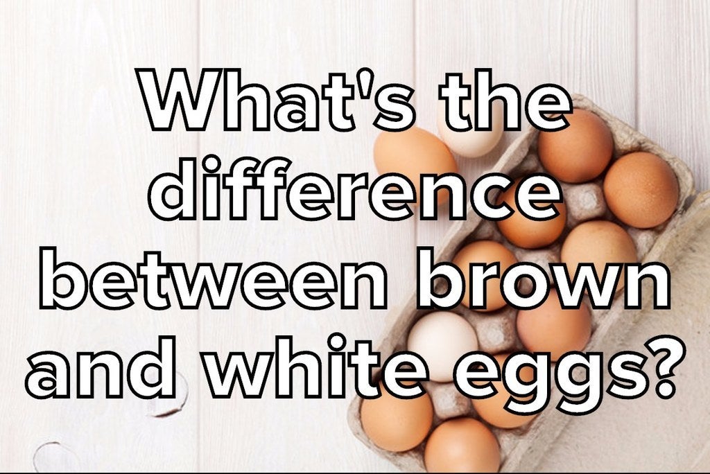Egg Price