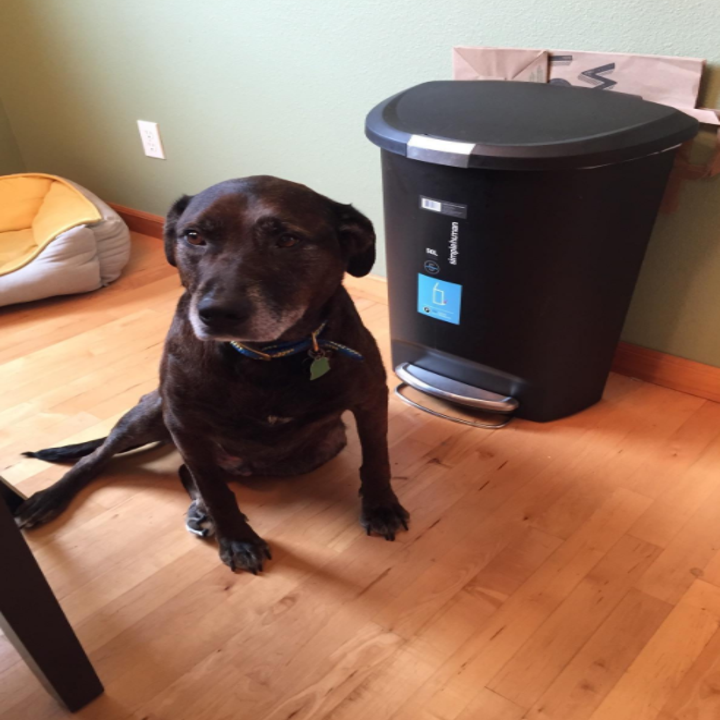 19 Ways To Keep Your Pets From Ruining Everything In Your Home