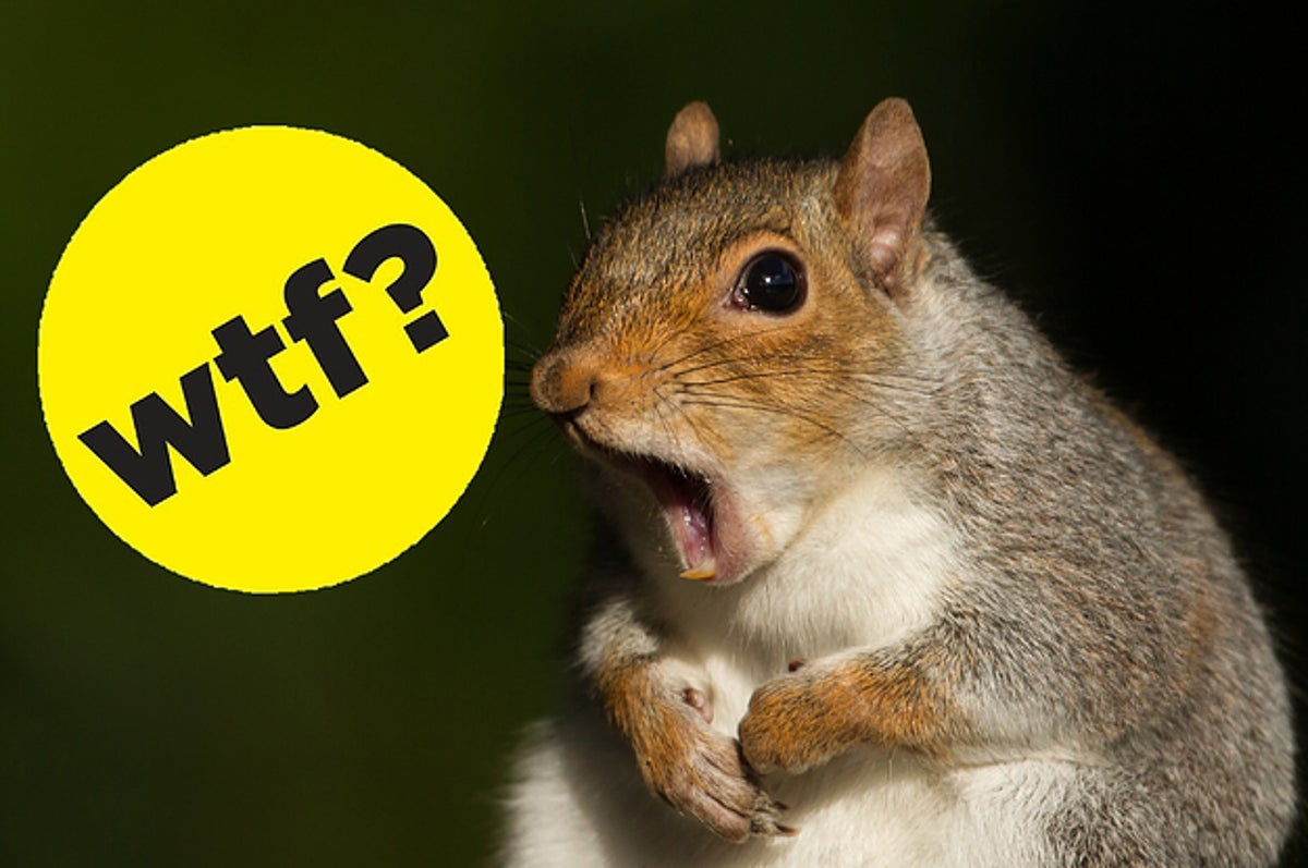 Completely True Animal Facts That'll Make You Say Completely True Animal Facts That'll Make You Say