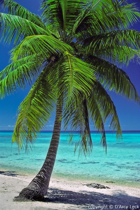 Palm Tree