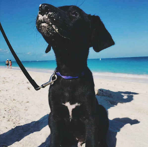 It's true. Potcake Place, a dog rescue charity on the tiny Caribbean island of Providenciales in Turks and Caicos, lets visitors bring puppies to nearby beaches to help them learn how to socialize with people before they go to their forever homes.