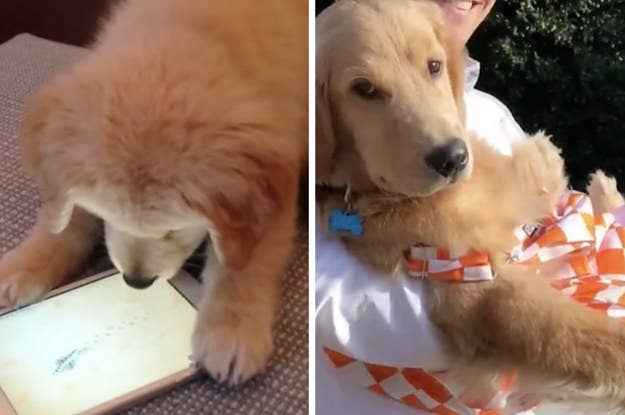 99 Golden Retriever Wallpaper Aesthetic Vsco Cute Puppies L2sanpiero Things that make you go aww! golden retriever wallpaper aesthetic