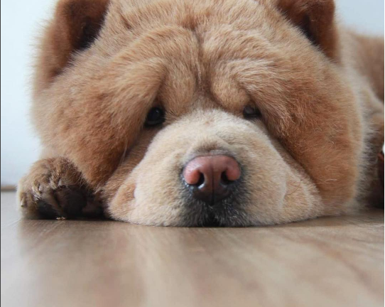 chow chow looks like bear