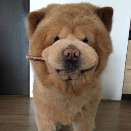 Look At This Adorable Dog Who Like A Bear