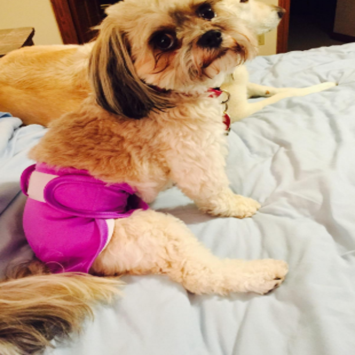 31 Things All Pet Owners Should Buy On Amazon Prime Day