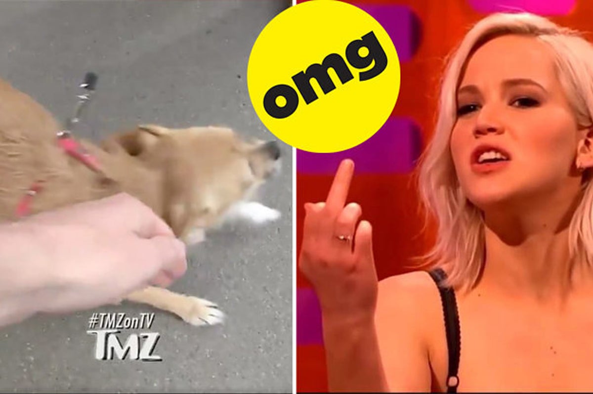 Jennifer Lawrence Nude Getting Fucked - Jennifer Lawrence Dragged The Shit Out Of A Paparazzo Because He Touched  Her Dog