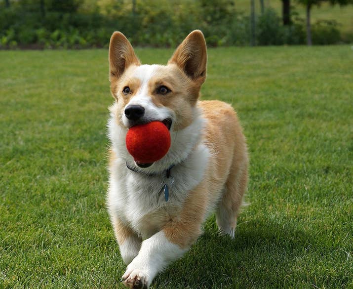 Image result for corgi dog, playing with a ball funny