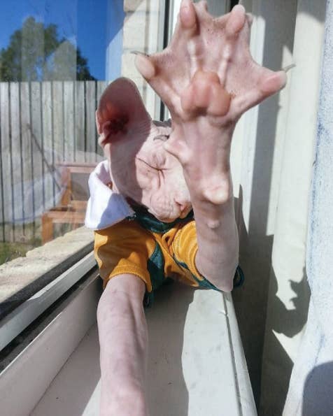 Here Are Some Photos Of Sphynx Cats I Thought Were Naked People