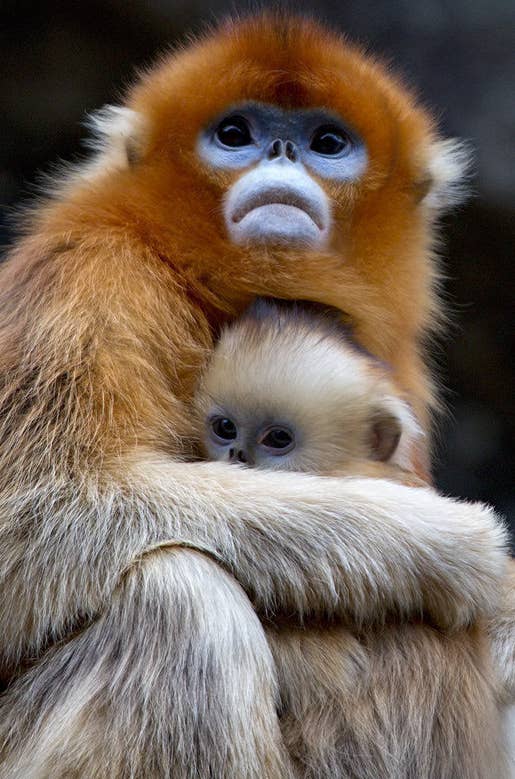 不思議な佇まいに吸い込まれそう 自然の神秘を体現する生き物たち 不思議な佇まいに吸い込まれそう 自然の神秘を体現する生き物たち