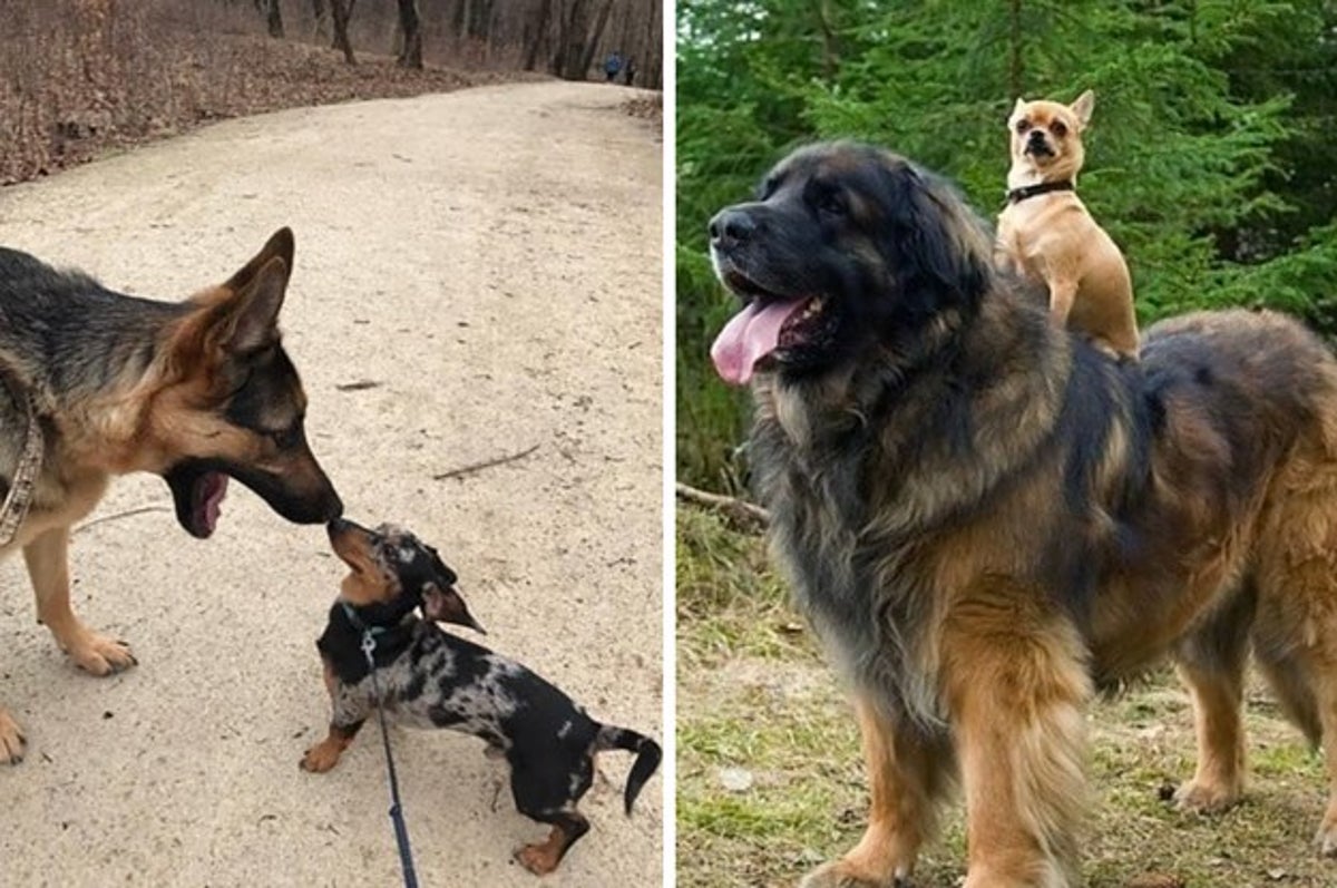 can small dogs and big dogs play together