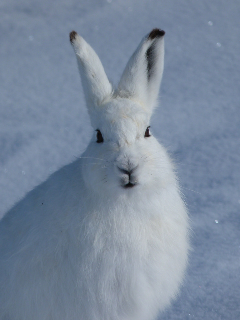 in the zookeepers wife pet artic hare was unusual because