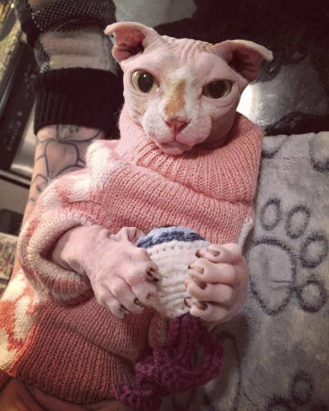 Here Are Some Photos Of Sphynx Cats I Thought Were Naked People