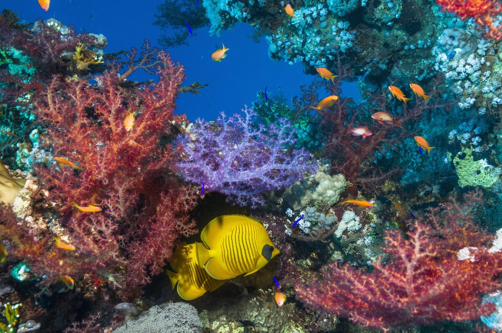 Why You Should Care That Coral Reefs Are Dying