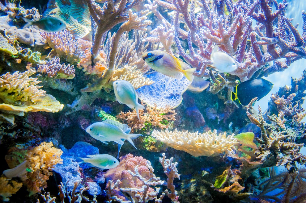 Why You Should Care That Coral Reefs Are Dying