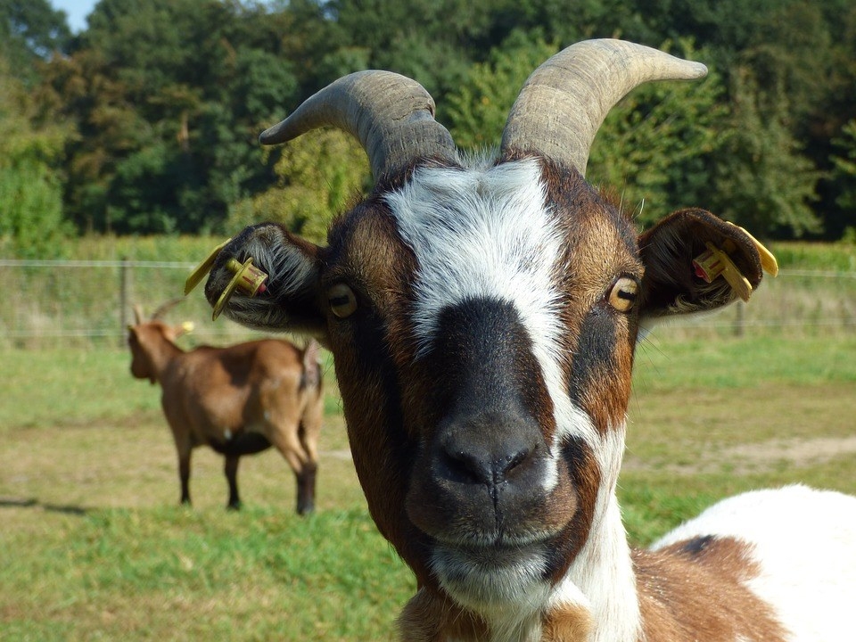 Capricorn saw your tweet about not really believing in horoscopes and superstitions, and he's kind of offended because that's literally his life.