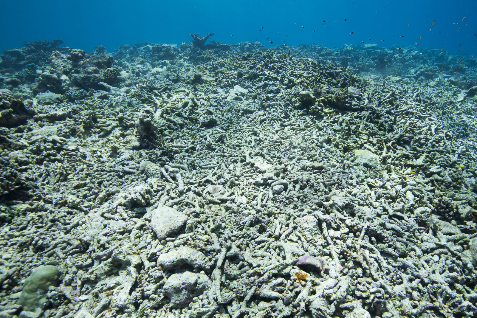 Why You Should Care That Coral Reefs Are Dying