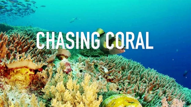 Earlier this week I got the chance to see Chasing Coral — which is out now in select theaters and on Netflix as of today — and it left me shocked, unsettled, and upset about the current status of our oceans.