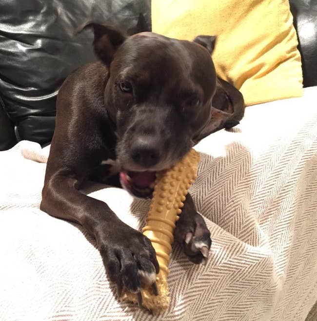 Reviewer's dog chewing the flavored bone toy