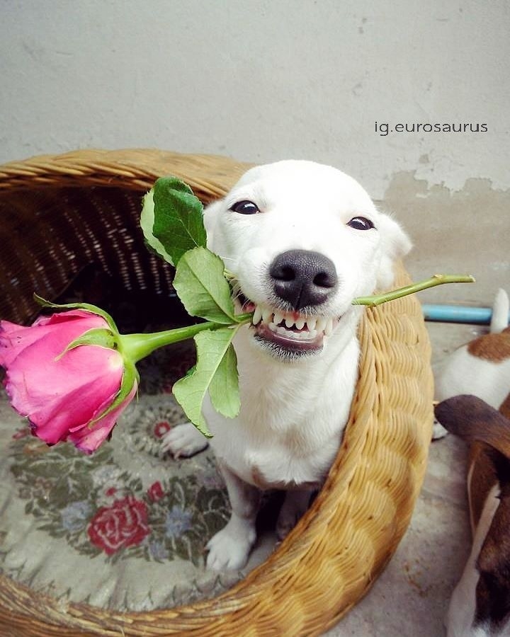 White dog fashion smiling