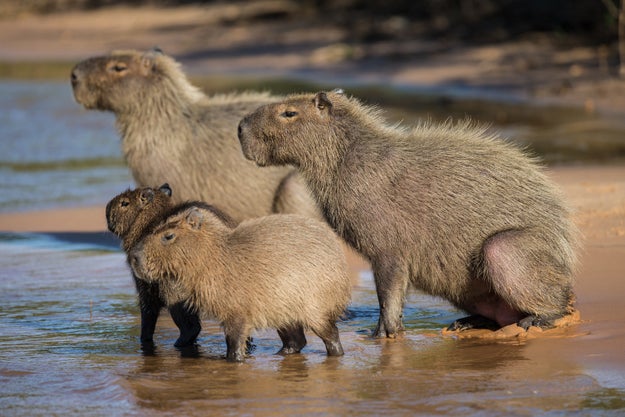 "Capybaras were once classified by the Catholic Church as 'fish' and may be eaten during lent."