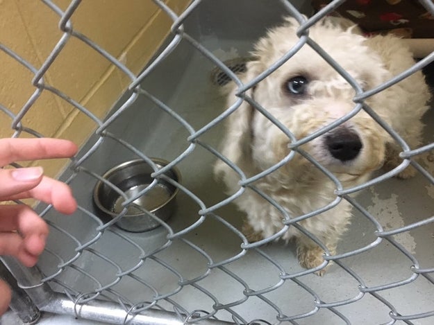 She was there to adopt this 2-year-old guy named Norman.