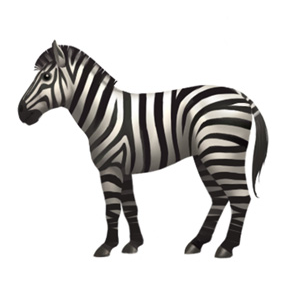 Regal Zebra: