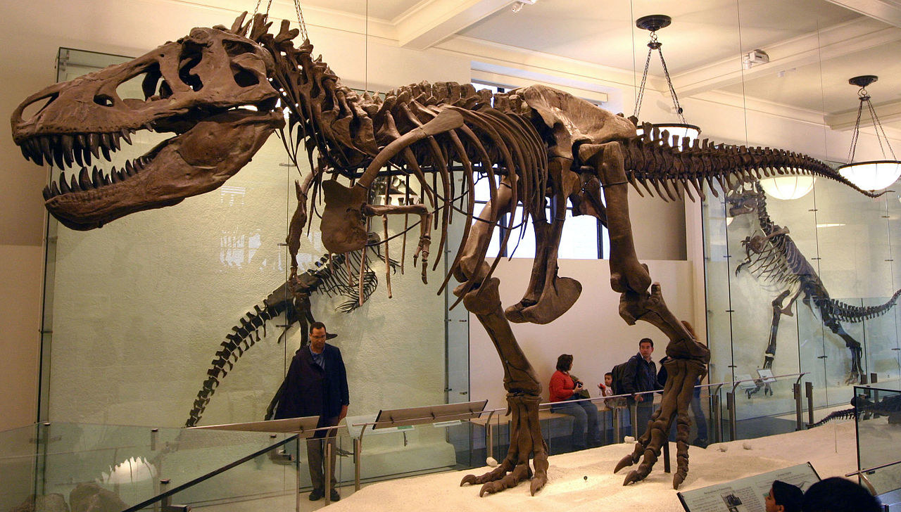 T rex dinosaur could not have run at high speed - The Statesman